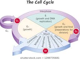 Royalty Free Meiosis Stock Images Photos Vectors