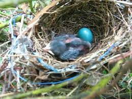 Babby Bird Bird Animals Birds