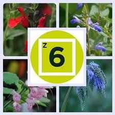 Check spelling or type a new query. Salvias To Grow In Usda Plant Hardiness Zone 6