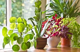 226 335 просмотров 226 тыс. Indoor Plants Arrangement Ideas The Urban Guide