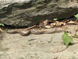 We did not find results for: Why Garter Snakes And Other Garden Snakes Are A Good Sign