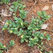 Image result for Pasaccardoa procumbens