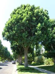 Image result for Afrocarpus