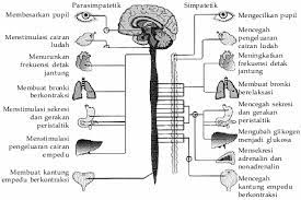 Sedangkan lengkung refleks adalah lintasan terpendek gerak refleks. Sistem Saraf Otonom Pengertian Makalah Peran Dan Cara Kerja