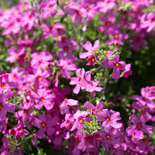 Image result for Jamesbrittenia integerrima