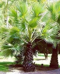 Image result for Borassus