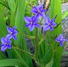 Image result for Aristea abyssinica