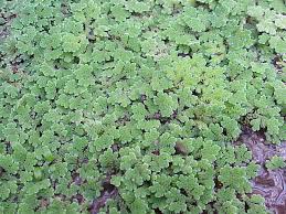 Image result for Azolla