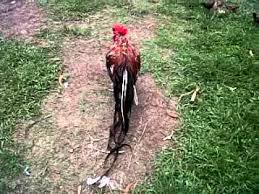 Ayam Onagadori Ekor Panjang Youtube