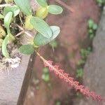 Image result for Bulbophyllum fuscum