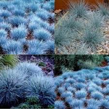 Check spelling or type a new query. 15 Blue Fescue Grass Dwarf Festuca Glauca Garden Plants Hardy Ornamental Grasses Grasses Landscaping Ornamental Grasses Blue Fescue