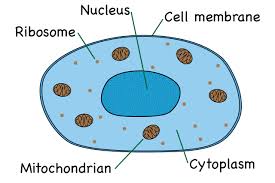 Maybe you would like to learn more about one of these? What Is An Animal Cell Facts Pictures Info For Kids Students