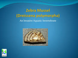 Jump to navigation jump to search Ppt Zebra Mussel Dreissena Polymorpha Powerpoint Presentation Free Download Id 43865