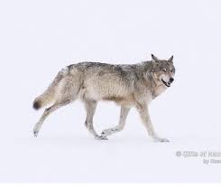 The Most Famous Wolf In The World Yellowstone S Alpha Female Of The Lamar Valley Pack Officially Known As 832 F Famous Wolves Wolf Photos Yellowstone Wolves