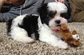 It is popular among poodles and maltese enthusiasts. Small Black And White Maltese Small Black And White Fluffy Dogs Novocom Top