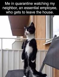 Cats Superpowers Protect You From Negative Forces In 2020 Funny Animal Memes Funny Cat Memes Cat Shirts Funny