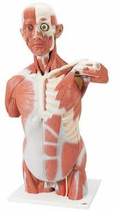 Muscular system anatomy:muscles of the anterior abdominal wall torso model description. Anatomy Model Muscle Torso In 27 Parts