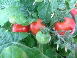 This one is a classic, but you may have some luck with it. How To Keep Birds Off Of Tomato Plants Dengarden