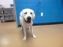 Can I help you reclaim the black and white male dog in Ofallon?