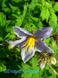 Image result for Tephrosia tanganicensis