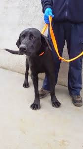 Majorca belgian shepherd dog groenendael breed. 16 Ca De Bestiar Majorcan Shepherd Dogs Ideas Dogs Shepherd Shepherd Dog