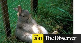 Determining the age of a wild rabbit can be tricky. Pet Rabbits Are Cruelly Neglected And Mistreated In Britain Survey Finds Animal Welfare The Guardian