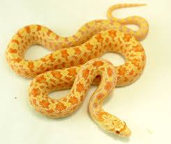 The largest of the sonoran gopher x corn snake hybrids… both shed this week. Albino Sonoran Gopher Snake Snake Snake Charmer Reptiles And Amphibians