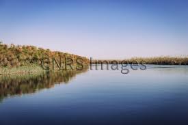 Image result for Vossia cuspidata