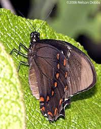 victorine st swallowtail moth insects