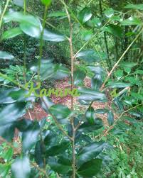 Image result for Olinia rochetiana