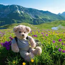 I loved robert moore flowers. Pretty Country View Future Cat Lady Cute Animals Teddy