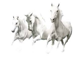 Horse Images Wallpaper Horse Png Horse Clipart Transparent Horses Download Cute Wallpapers Cute Wallpapers