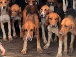 It was used as a scenthound for hunting small game. Une Meute D Anglo Francais De Petite Venerie Chasse Le Sanglier Video