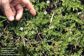 Image result for Bacopa