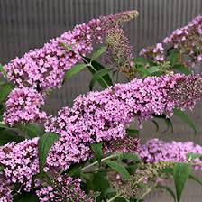 Image result for buddleia davidii