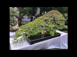 Bonsai Ileng Ileng Juara Youtube