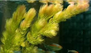 Image result for Ceratophyllum submersum