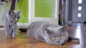 Browse british shorthair kittens for sale & cats for adoption. Blue British Shorthair Cats Youtube