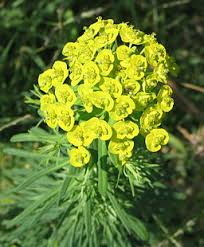 Image result for Euphorbia schimperiana