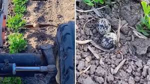 Viral Video: अंडों के आगे दीवार बन गई मां, किसान सामने था लेकिन पक्षी पीछे नहीं हटी, दिल छूने वाला वीडियो वायरल