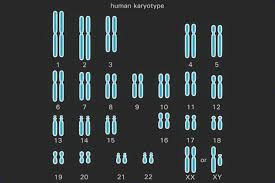 In eukaryotes, or cells with a distinct nucleus, chromosomes are much more complex in structure. Diploid Cell Definition And Example
