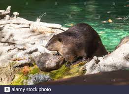 American Beaver Species Canadensis Genus Castor Family Castoridae Order Rodentia Class Mammalia Phylum Chordata Kingdom Animalia American Beaver Beaver Rodent Amt American Trail Stock Photo Alamy