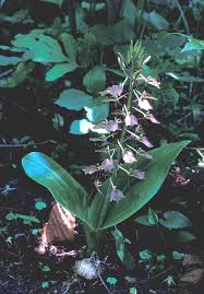 Image result for Liparis