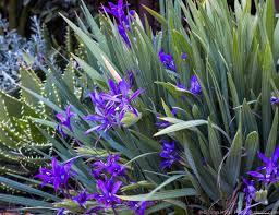 Image result for Babiana bainesii