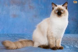 An ideal feline pet choice would be the playful siberian cat. Astrology Signs As Cat Breeds
