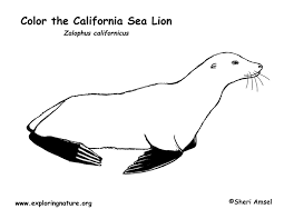 Although the lion is not the largest, fastest or most lethal animal, its position as king of beasts has rarely been challenged. Sea Lion California Coloring Page
