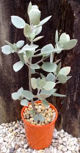 Kalanchoe Peltata Suculentas Cactus Y Suculentas Suculentas Jardin