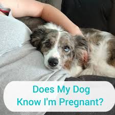 Trying to keep the art alive. How Can Dogs Sense When You Are Pregnant What Are Other Behavioral Signs Pethelpful