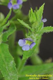 Image result for Stemodia serrata