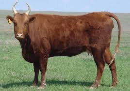 Kalmyk Cattle Are A Beef Cattle Breed Originating In Mongolia And Northwestern China And Taken To Southeastern Russia By Migratin Cattle Sheep Pig Beef Cattle